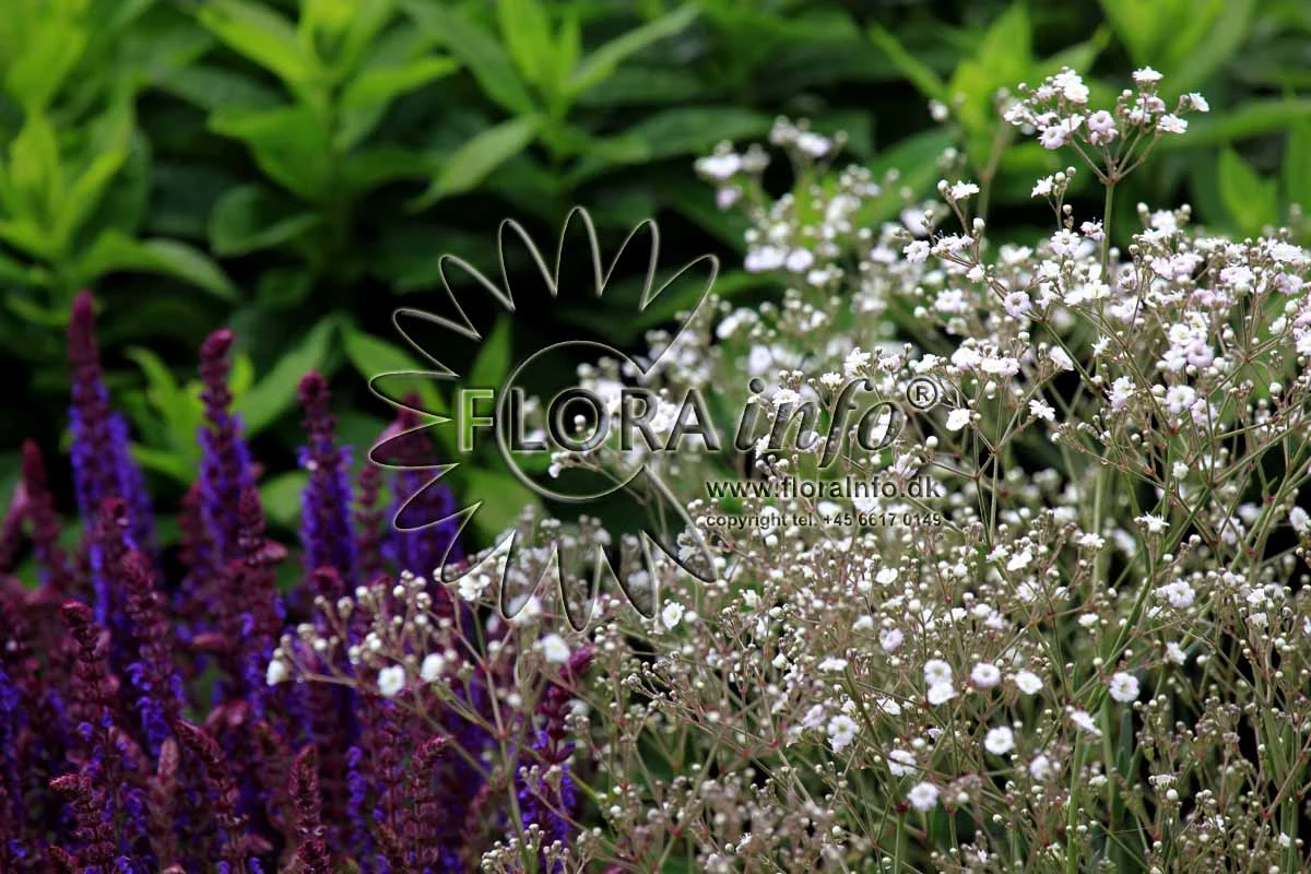 Brudeslør Gypsophila White Festival 5 liter potte Plantorama