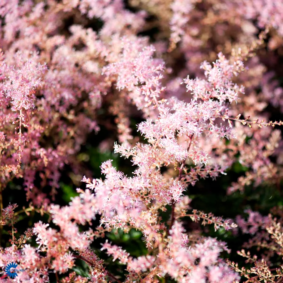 Astilbe Astilbe Gla Sprite 1 Liter Potte Plantorama