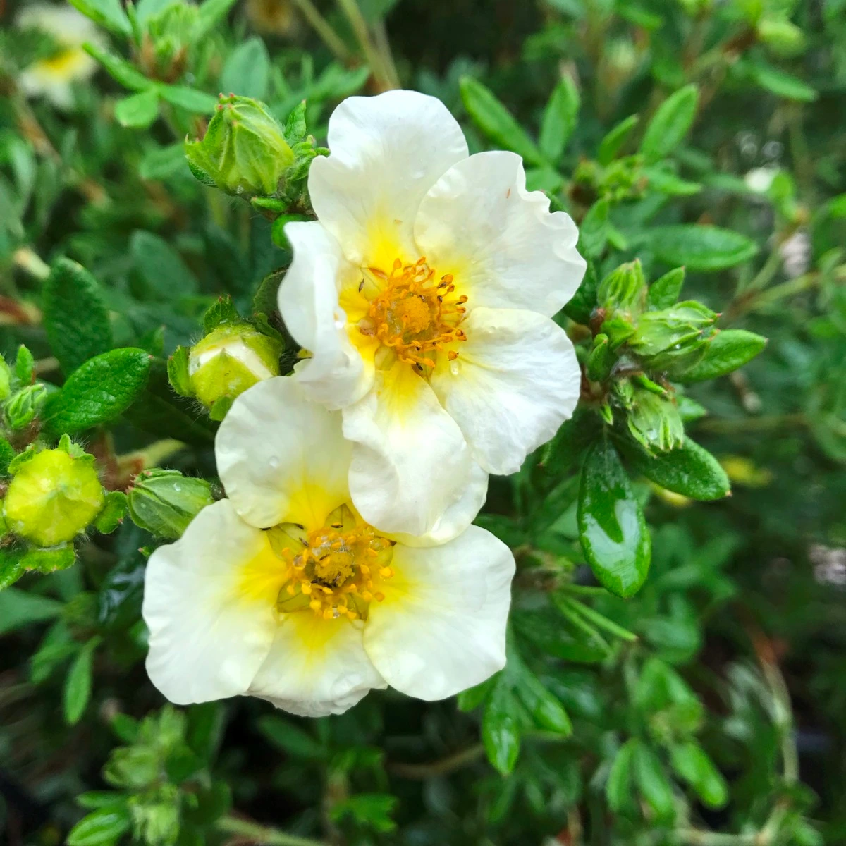 Buskpotentil Potentilla Fru Limelight Liter Potte Plantorama