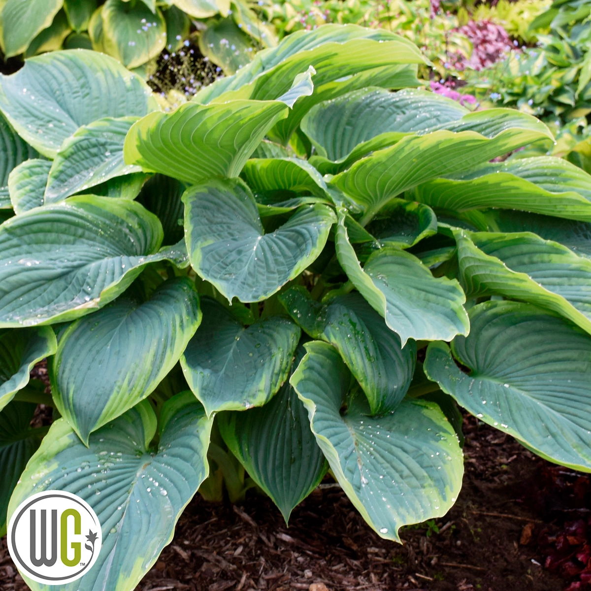 Funkia Hosta Wu La La 3 Liter Potte Plantorama