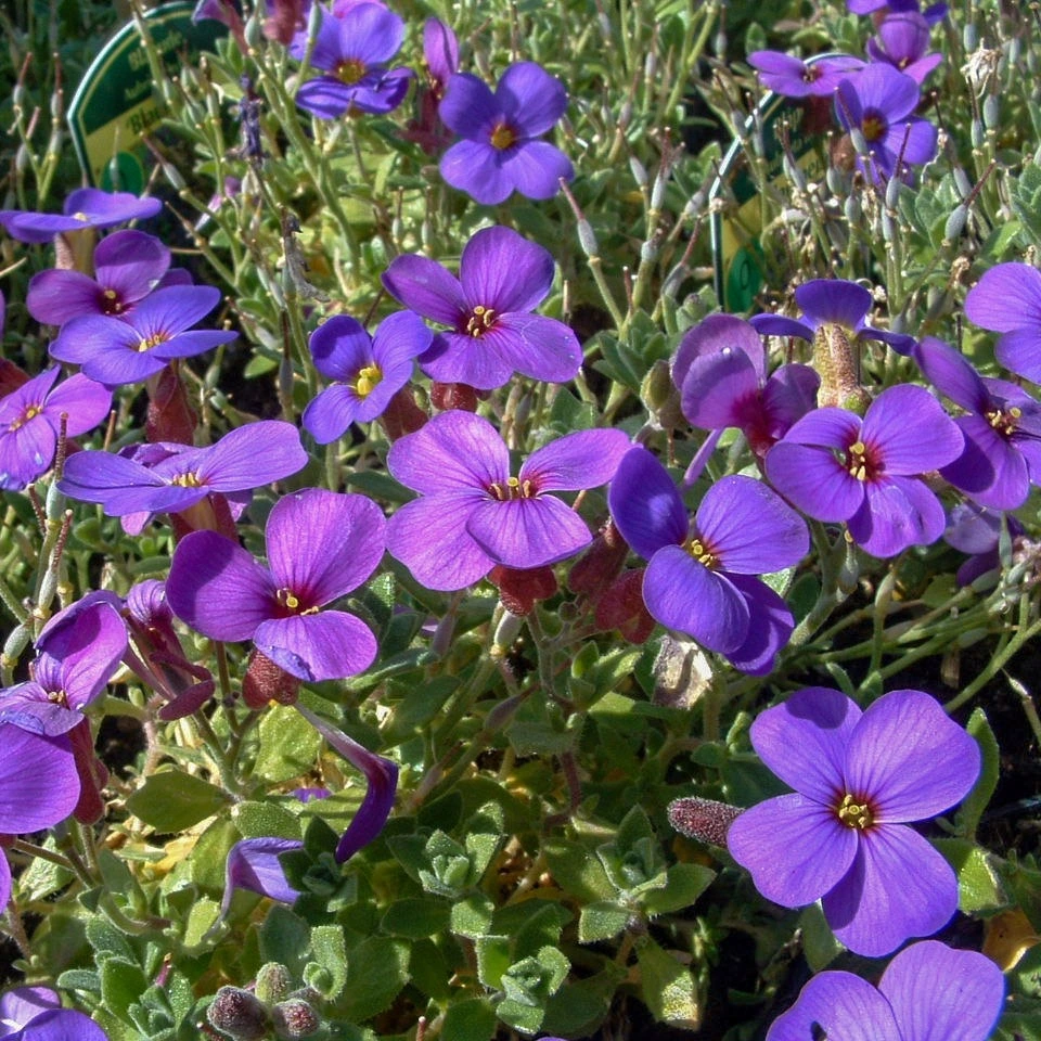 Blåpude Aubrieta del Blaumeise 1 liter potte Plantorama