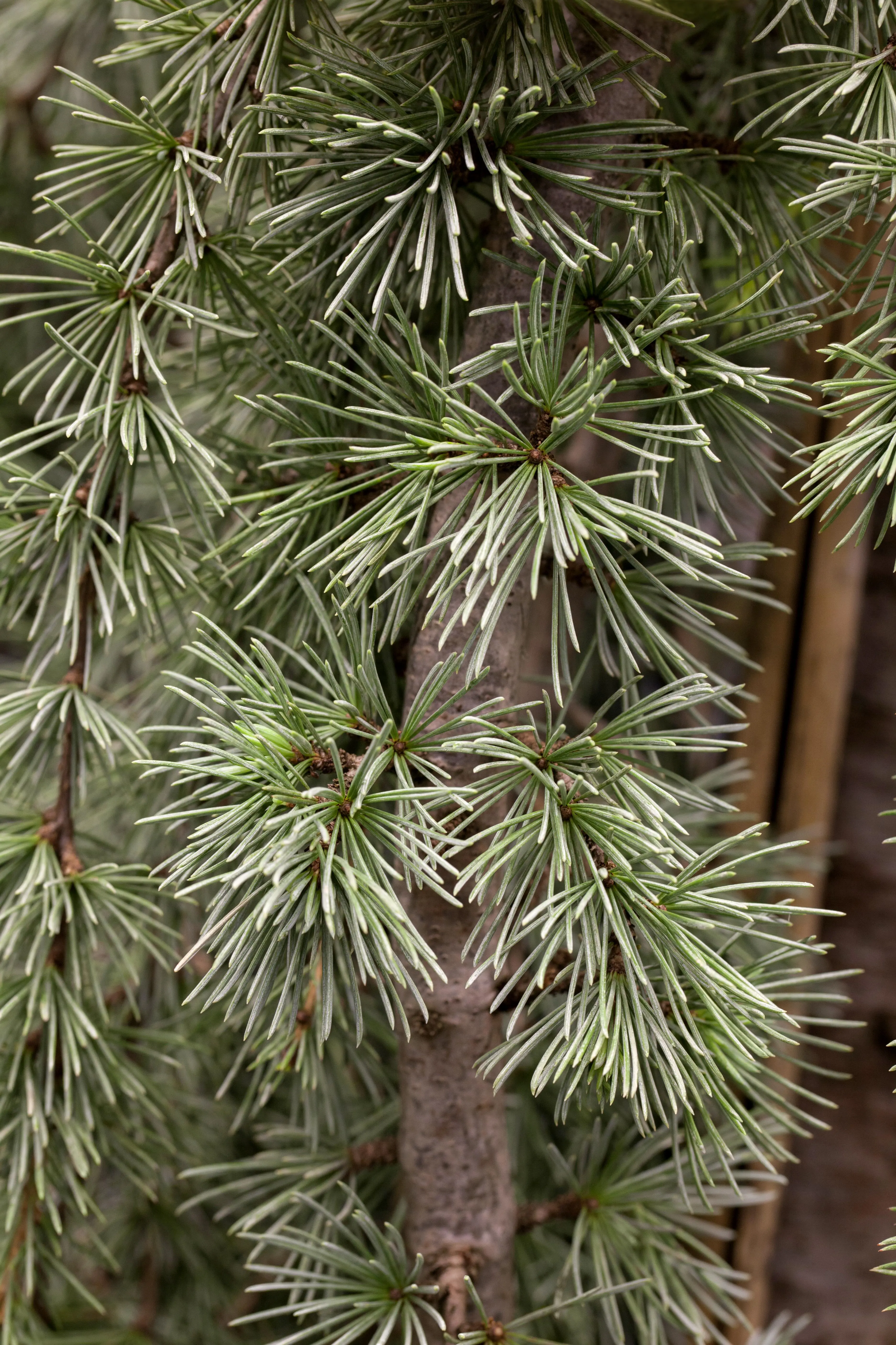 Hængende atlasceder opstammet Cedrus atl Glauca Pendula 40 liter