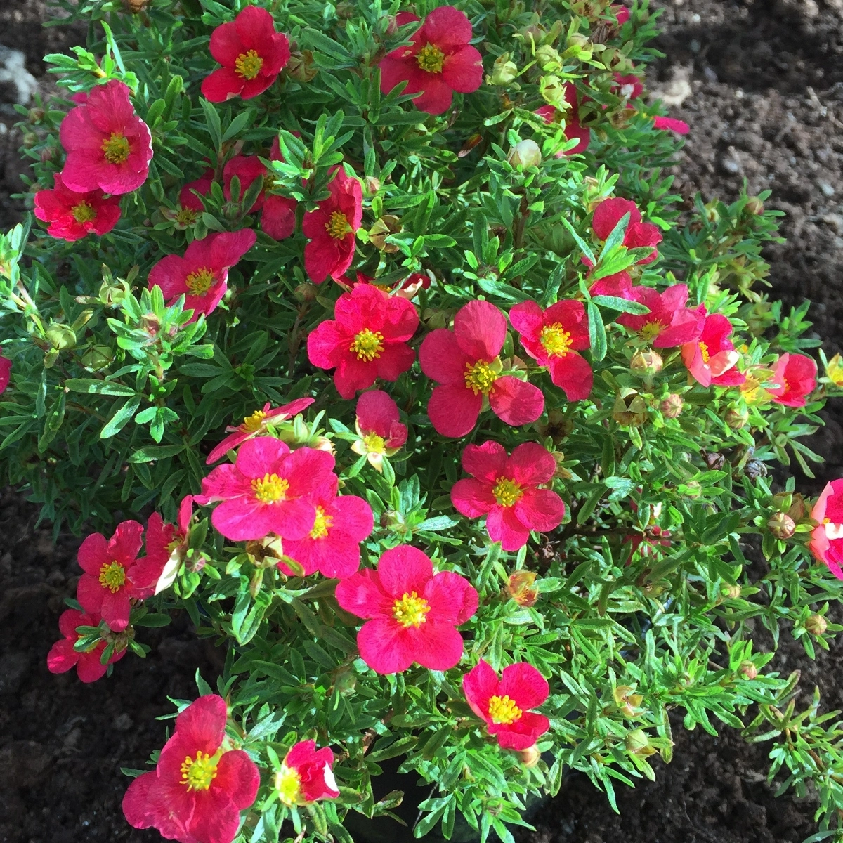 Buskpotentil Potentilla Fru Bellissima Liter Potte Plantorama