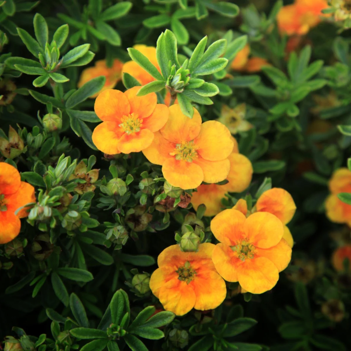 Buskpotentil Potentilla Fru Mango Tango Liter Potte Plantorama