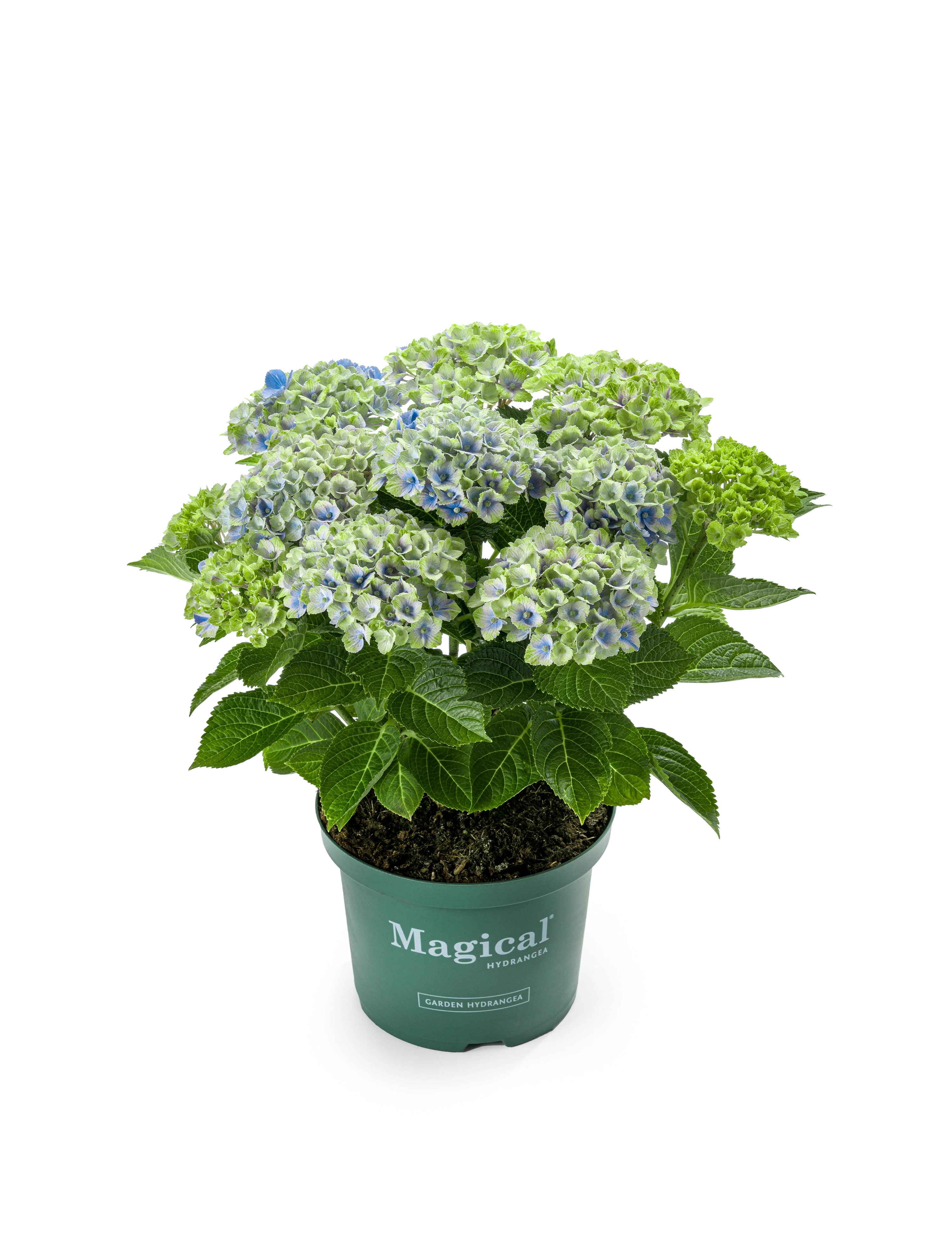 Havehortensia blå Hydrangea Magical Amethyst 5 liter potte