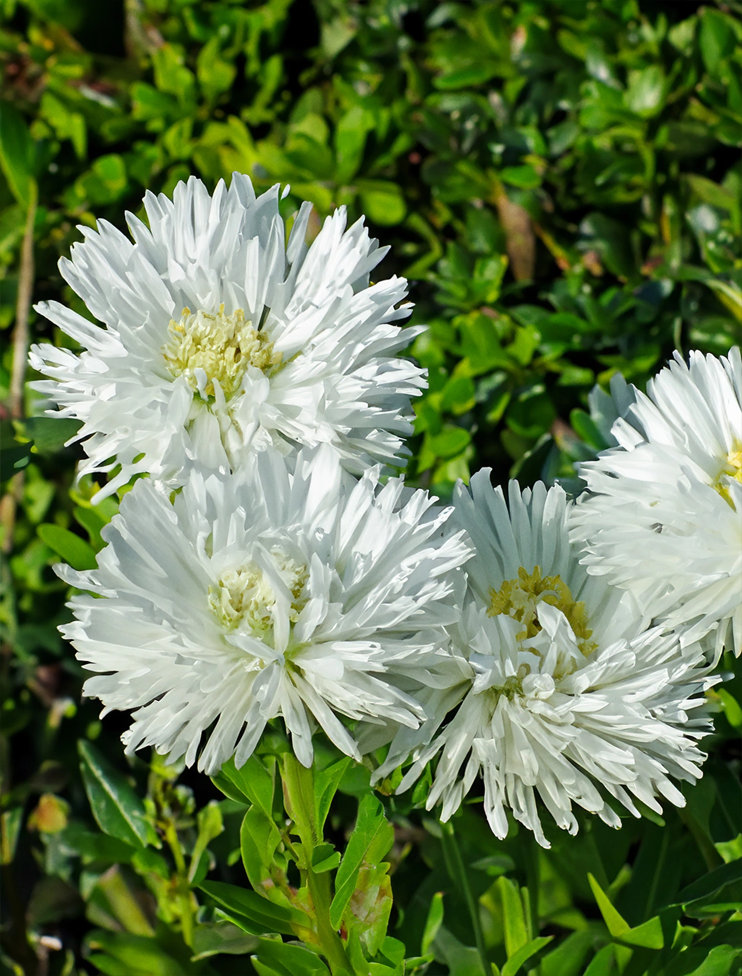 Asters hvid Aster hybrid Ø10 5 cm potte Plantorama