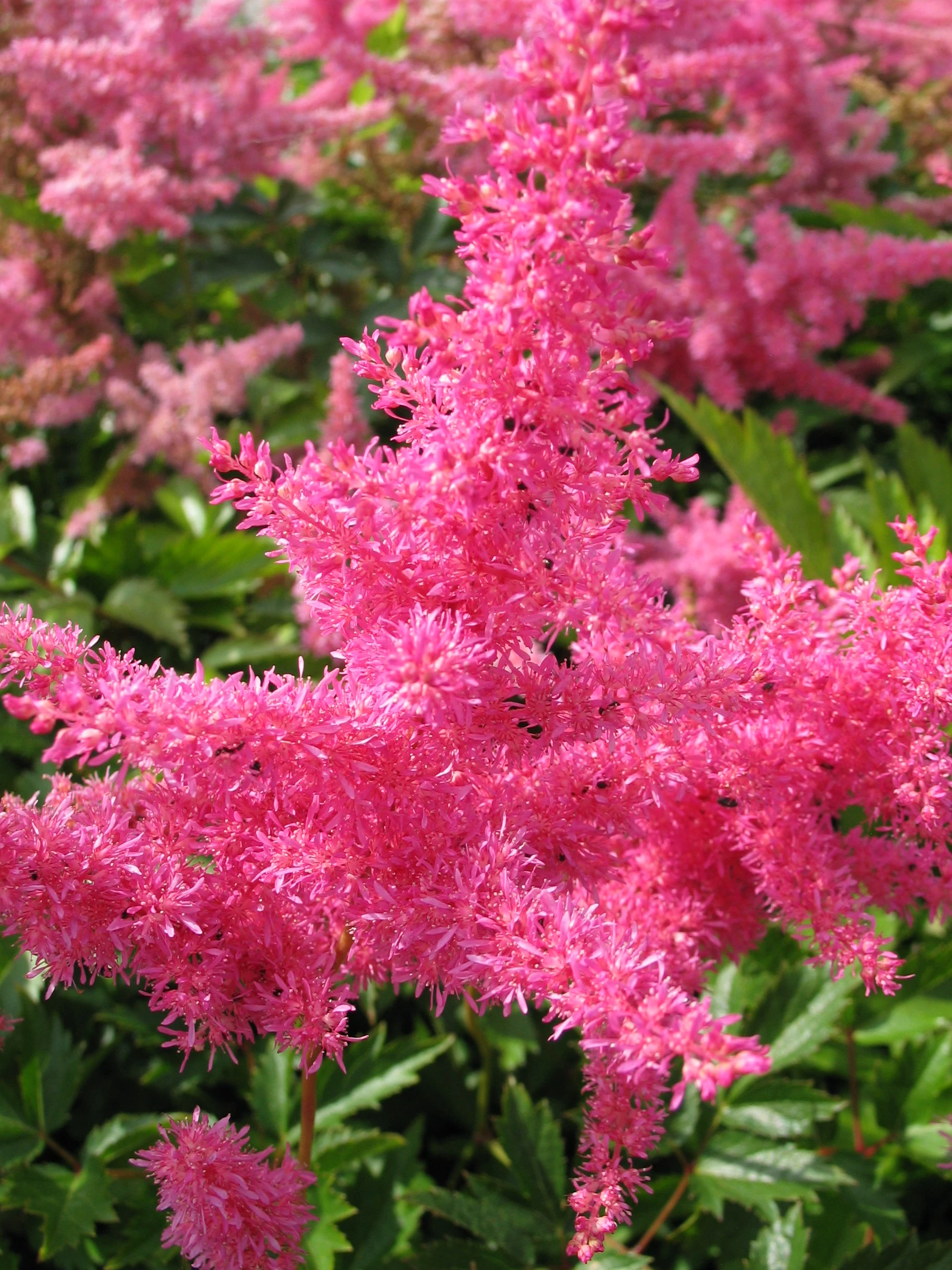 Astilbe Astilbe Are Anita Pfeifer 1 Liter Potte Plantorama