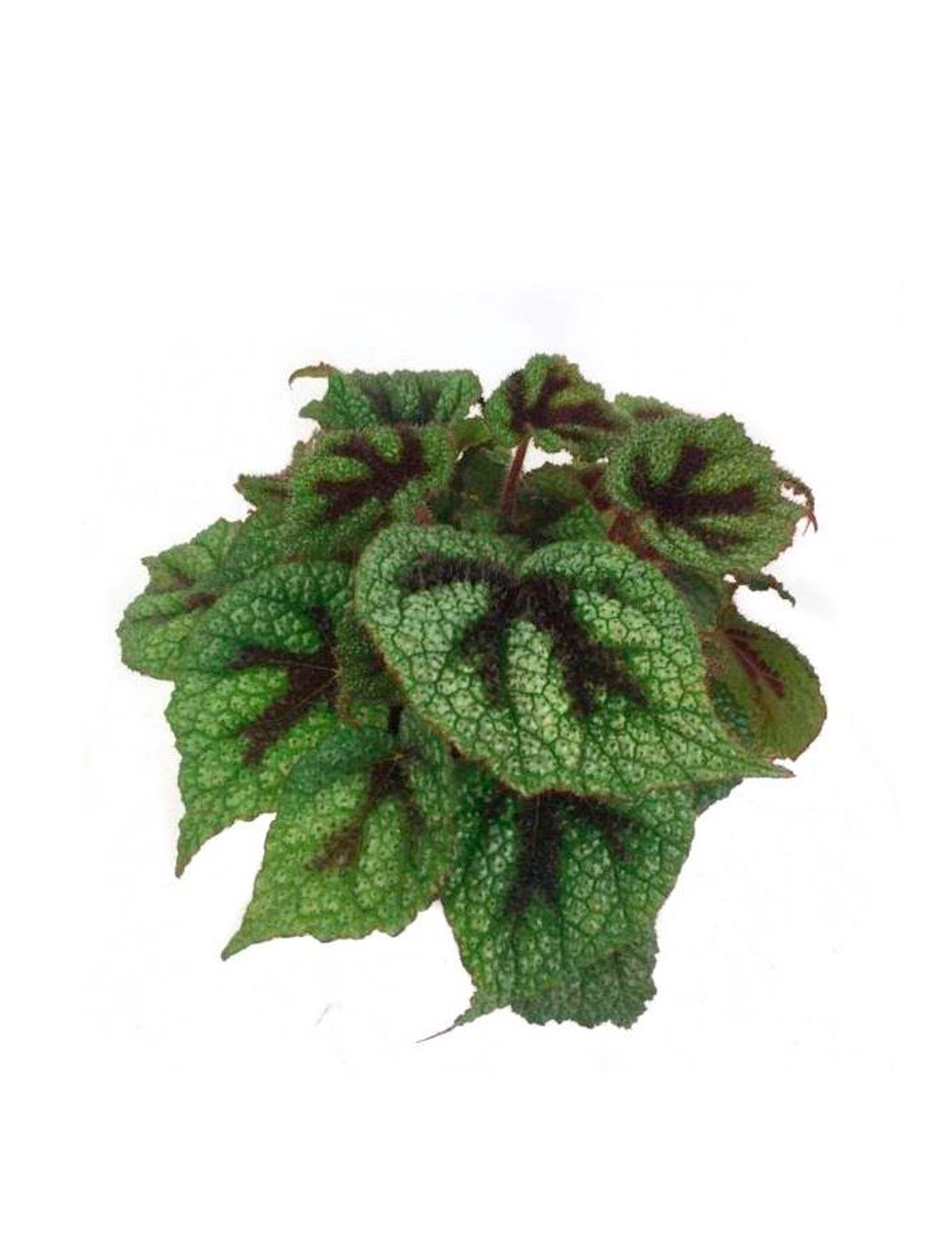 Kongebegonia Begonia Rex Hybrid Silverlight Cm Potte Plantorama