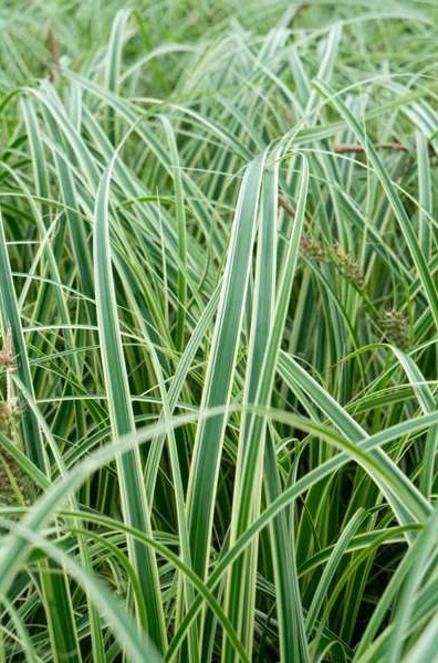 Star Carex Osh Feather Falls Liter Potte Plantorama