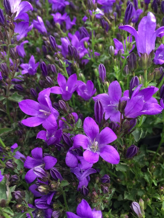 Krybeklokke Campanula Por Catharina Liter Potte Plantorama