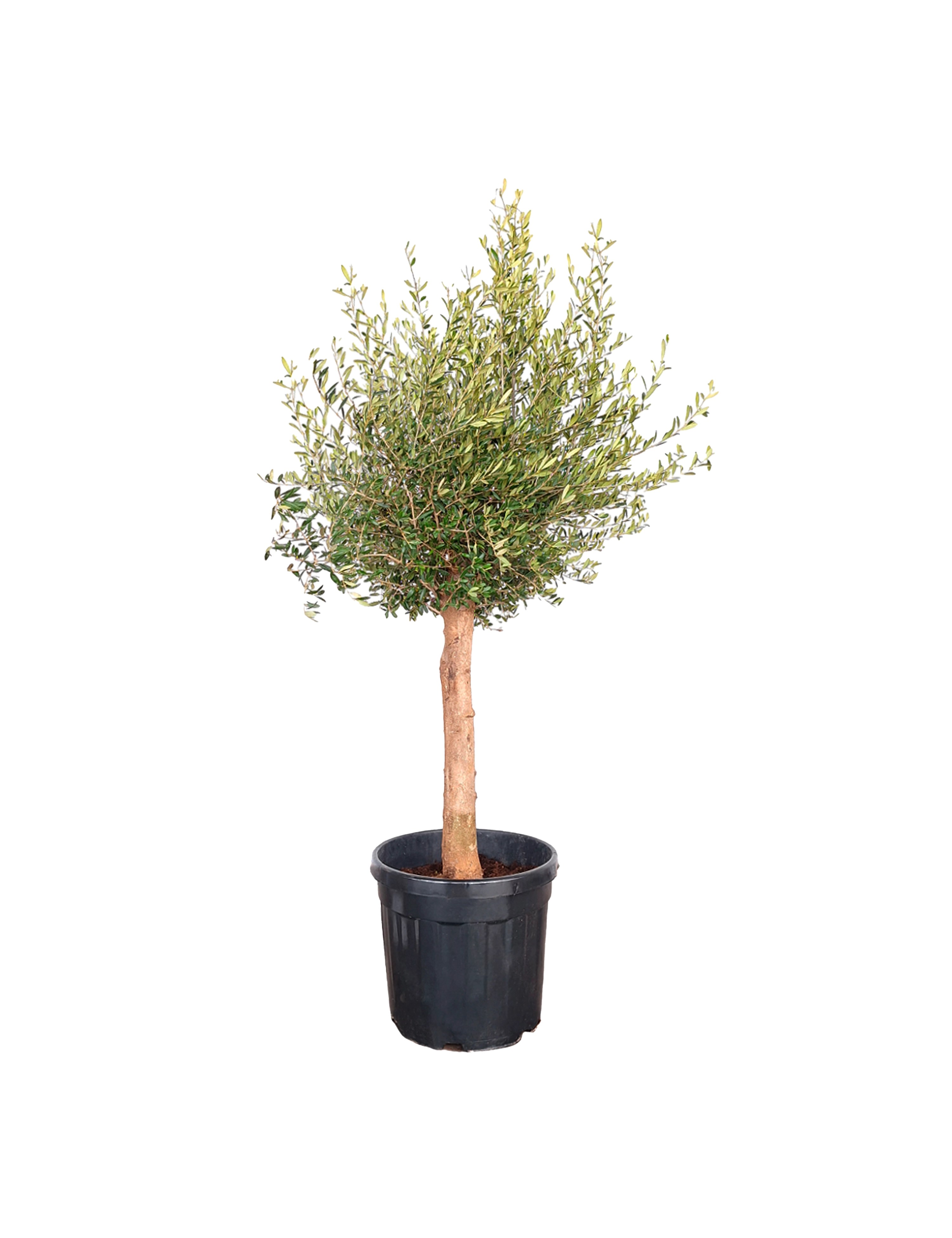 Oliven Olea europaea Ø45 cm potte Plantorama