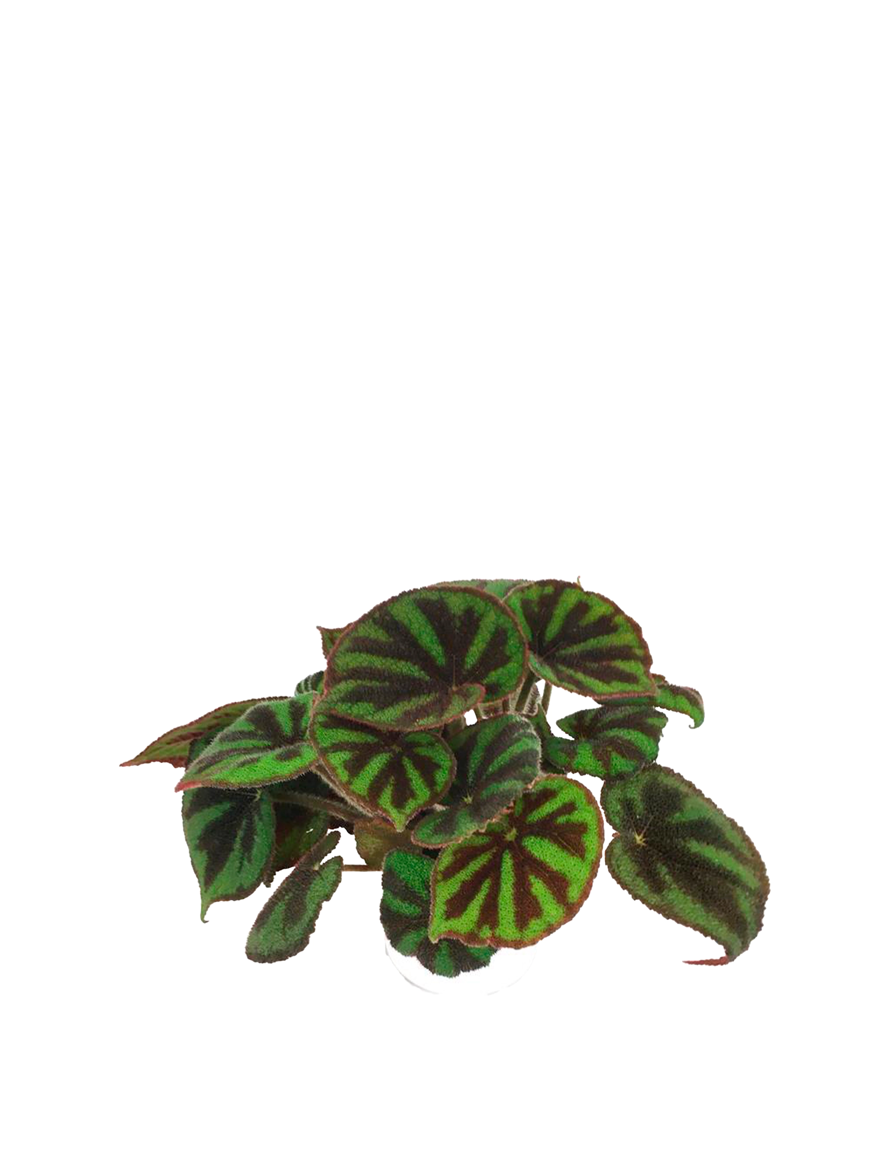 Kongebegonia Begonia Rex Hybrid Masoniana Ø12 cm potte Plantorama