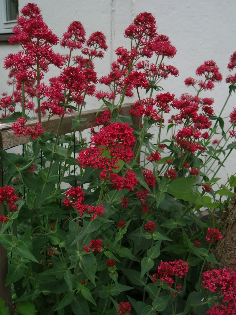 Sporebaldrian Centranthus Rub Coccineus Liter Potte Plantorama