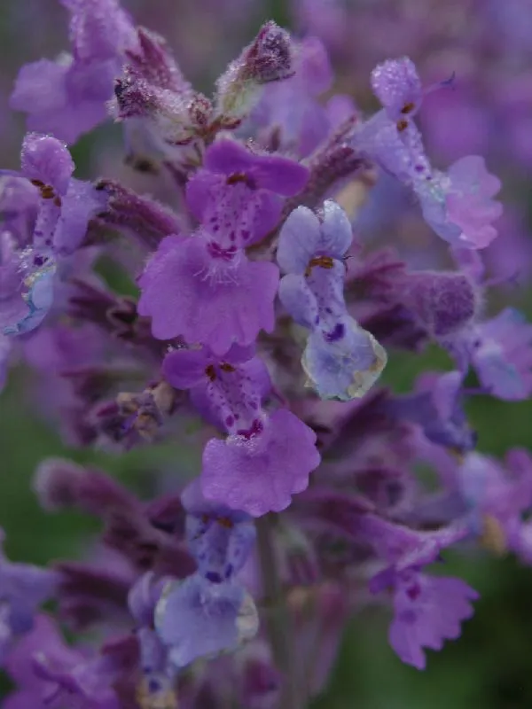 Bl Kant Nepeta F Mussinii Liter Potte Plantorama