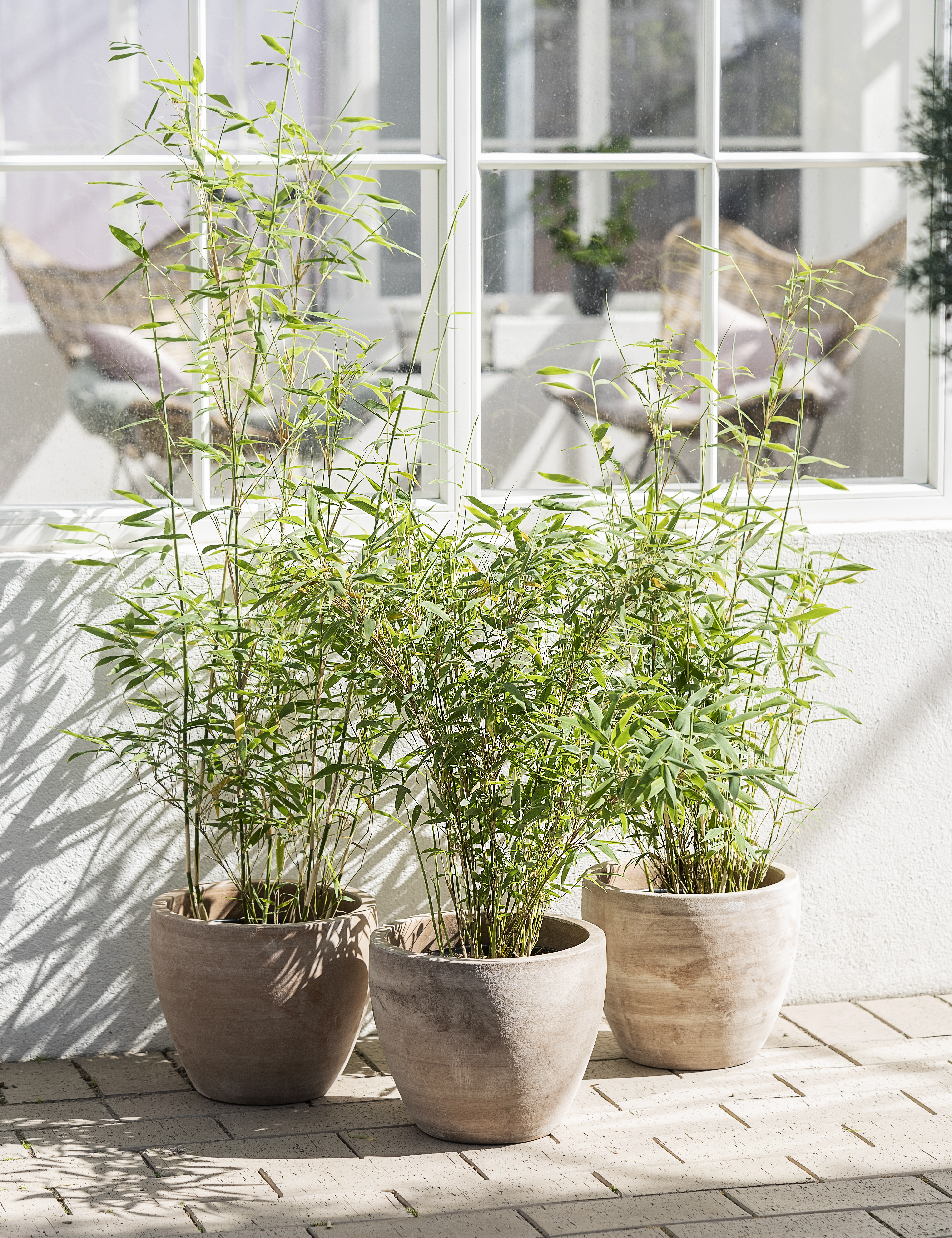 Bambus, Fargesia mur. 'Simba', 23 cm potte | Plantorama
