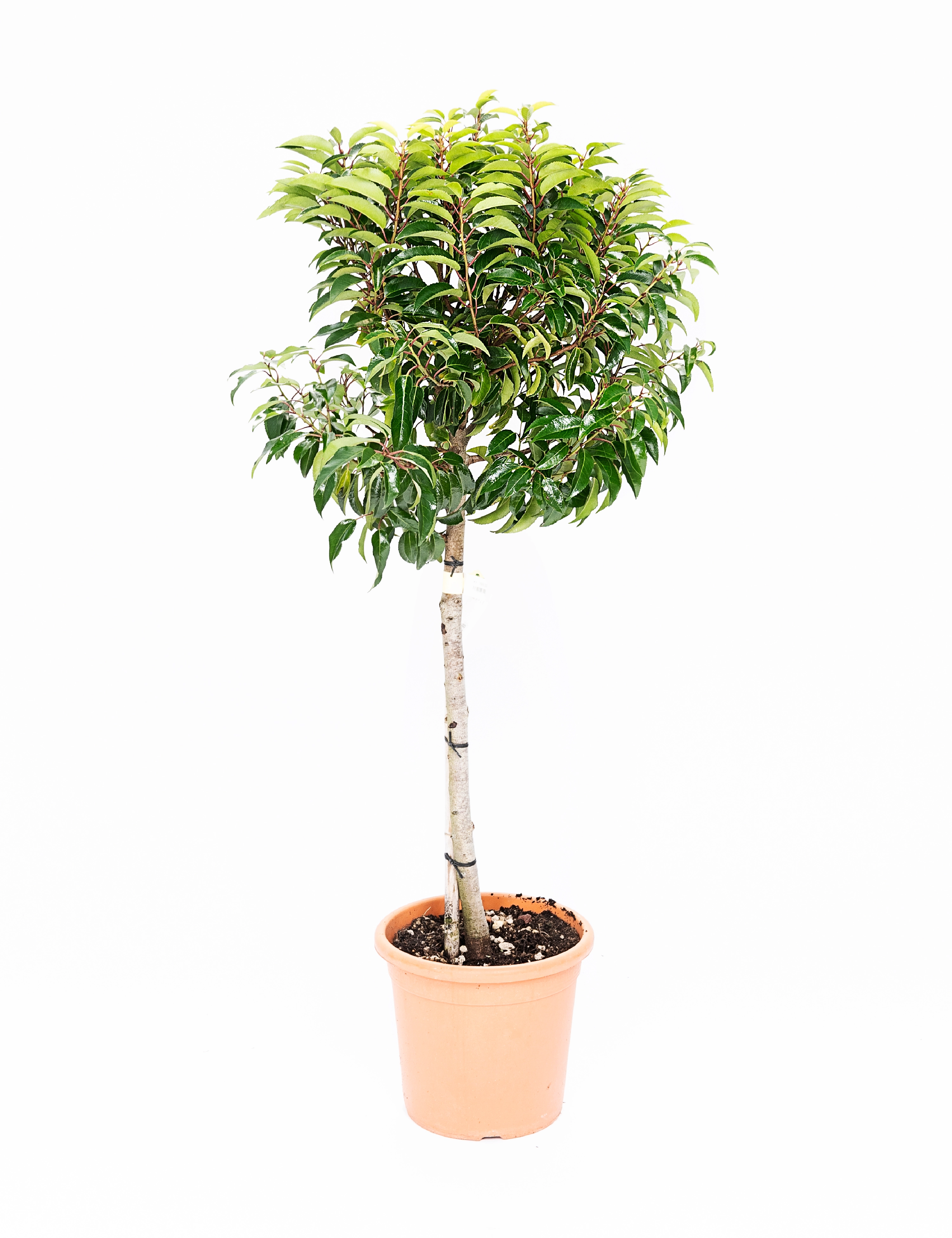 Portugisisk Laurb r Opstammet Prunus Lus Angustifolia 9 Liter portugisisk-laurb-r-opstammet-prunus-lus-angustifolia-9-liter