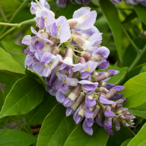 Amerikansk blåregn, Wisteria fru. 'Amethyst Falls', 3 liter potte