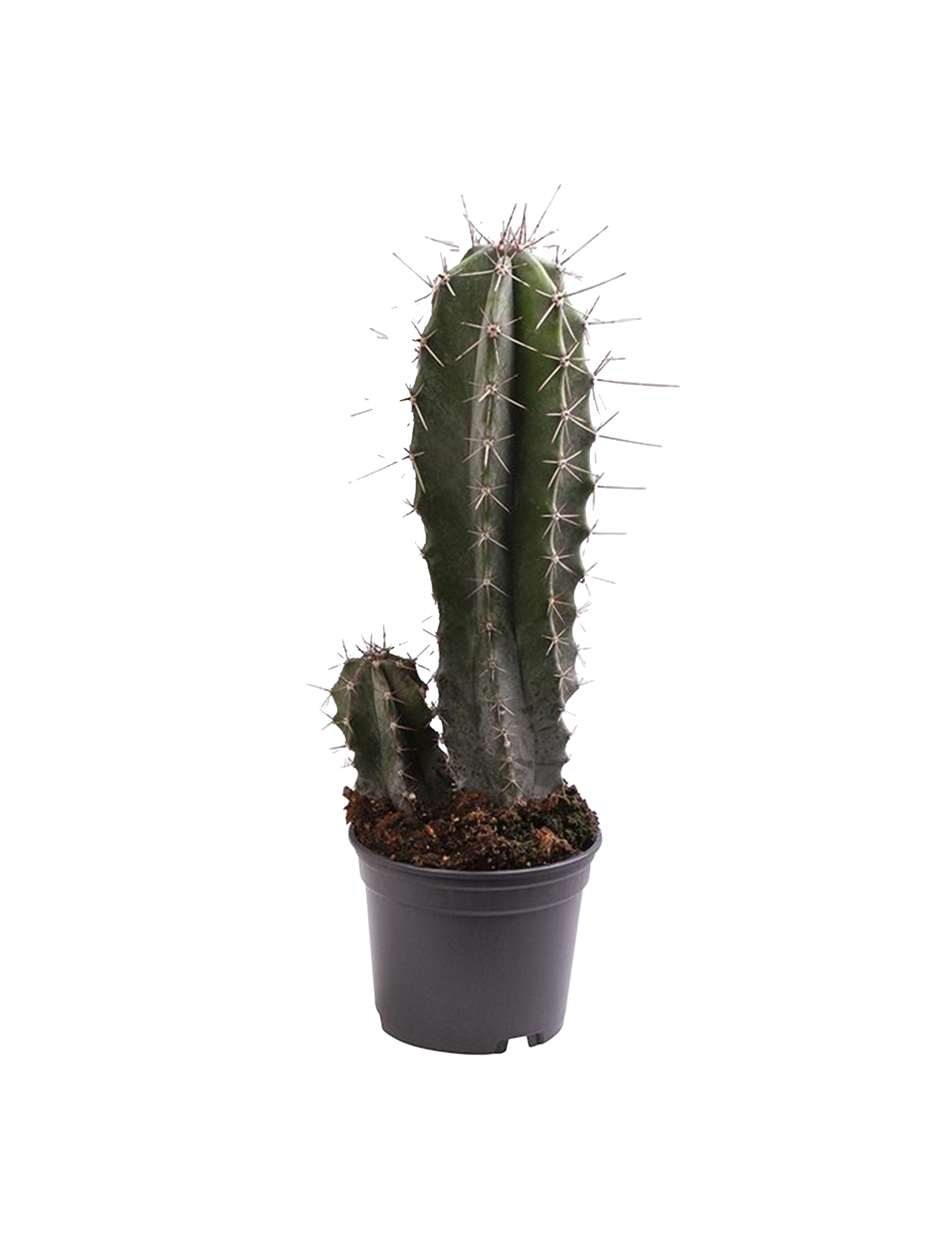 Kaktus/sukkulent, Leimaireocereus thurberi, 9 cm potte