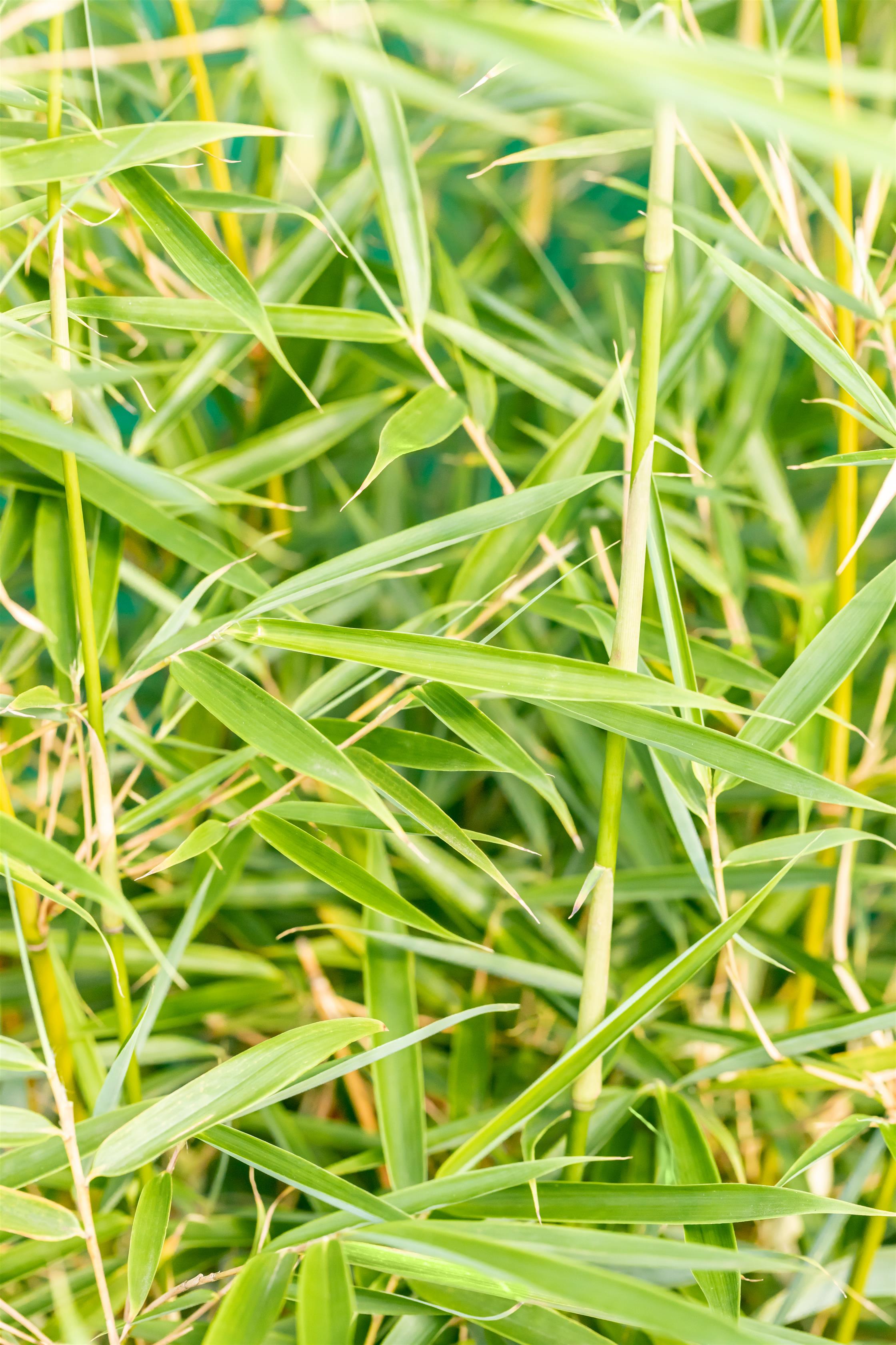 bambus kaufen gro Bambus-Drachenbaum | Dracaena surculosa
