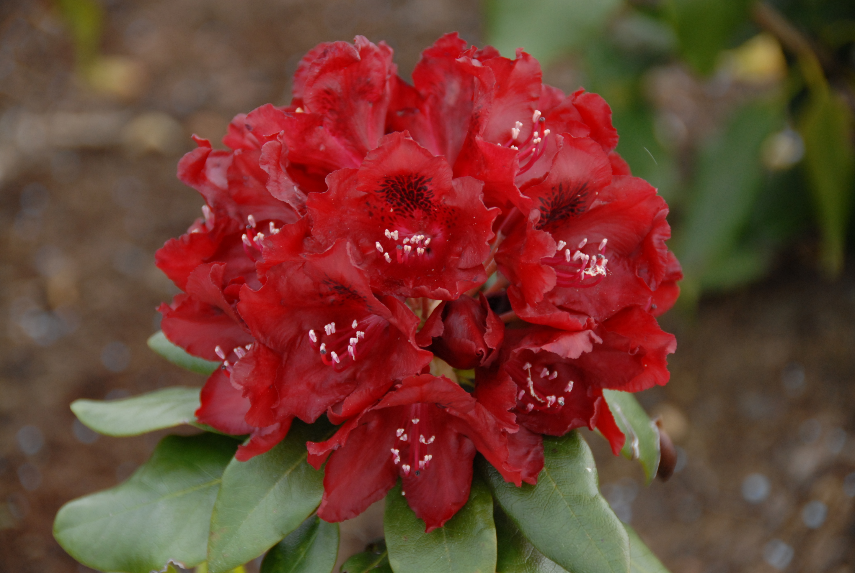 rhododendron pinienrinde Rhododendron 'Polarnacht' - Rhododendron ponticum Polarnacht
