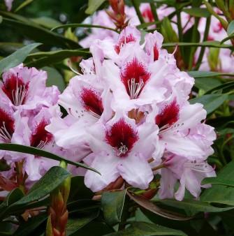 Rhododendron Rhododendron hybrid 'Graffito' H30-40 cm 5 liter potte