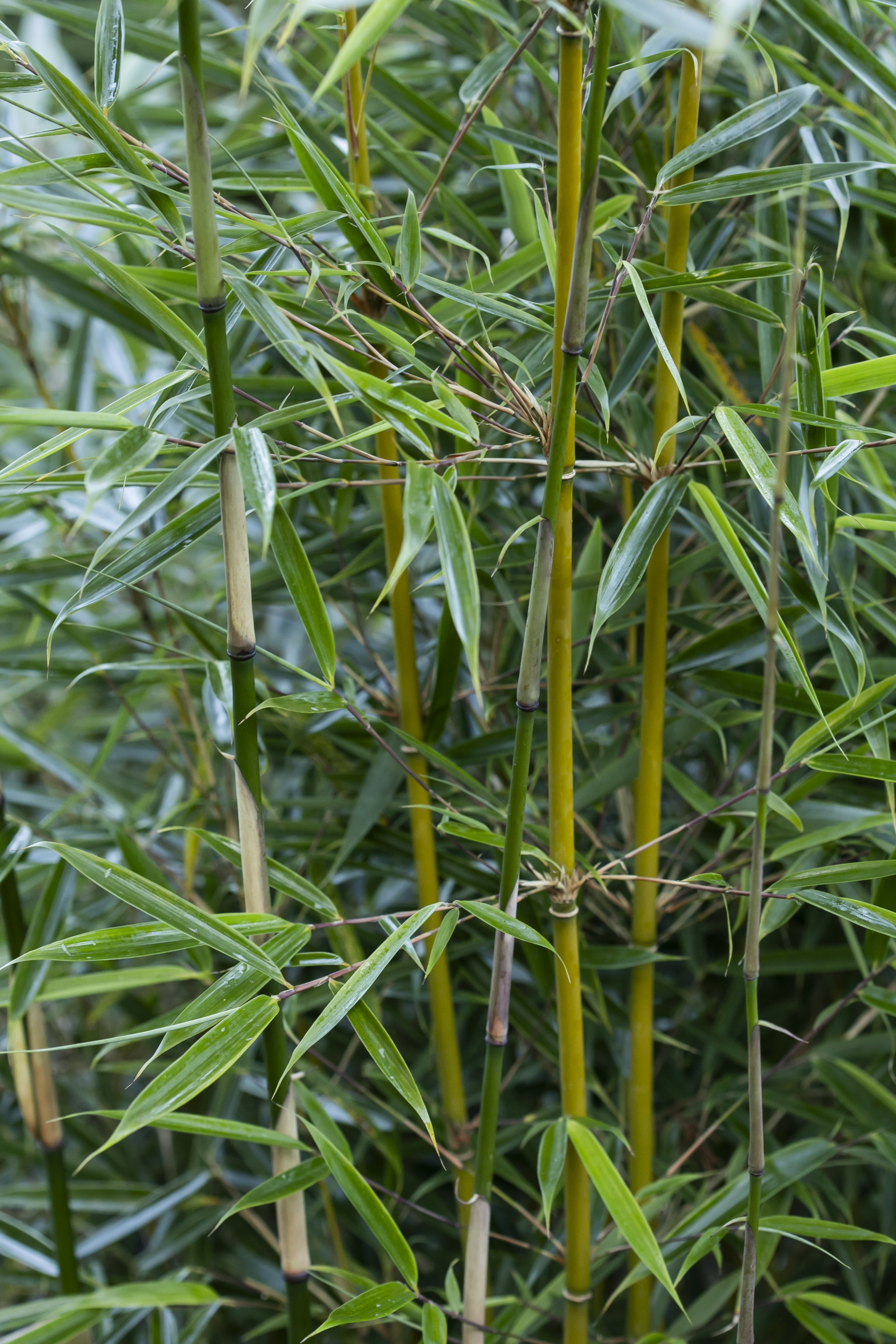 Bambus Fargesia robusta 'Campbell' 25 liter potte | Plantorama