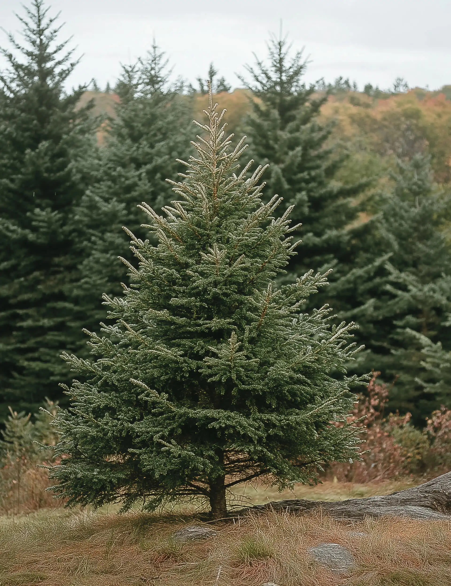 Black Hills blågran H:125/150 cm, Picea gla. 'Densata' | Plantorama