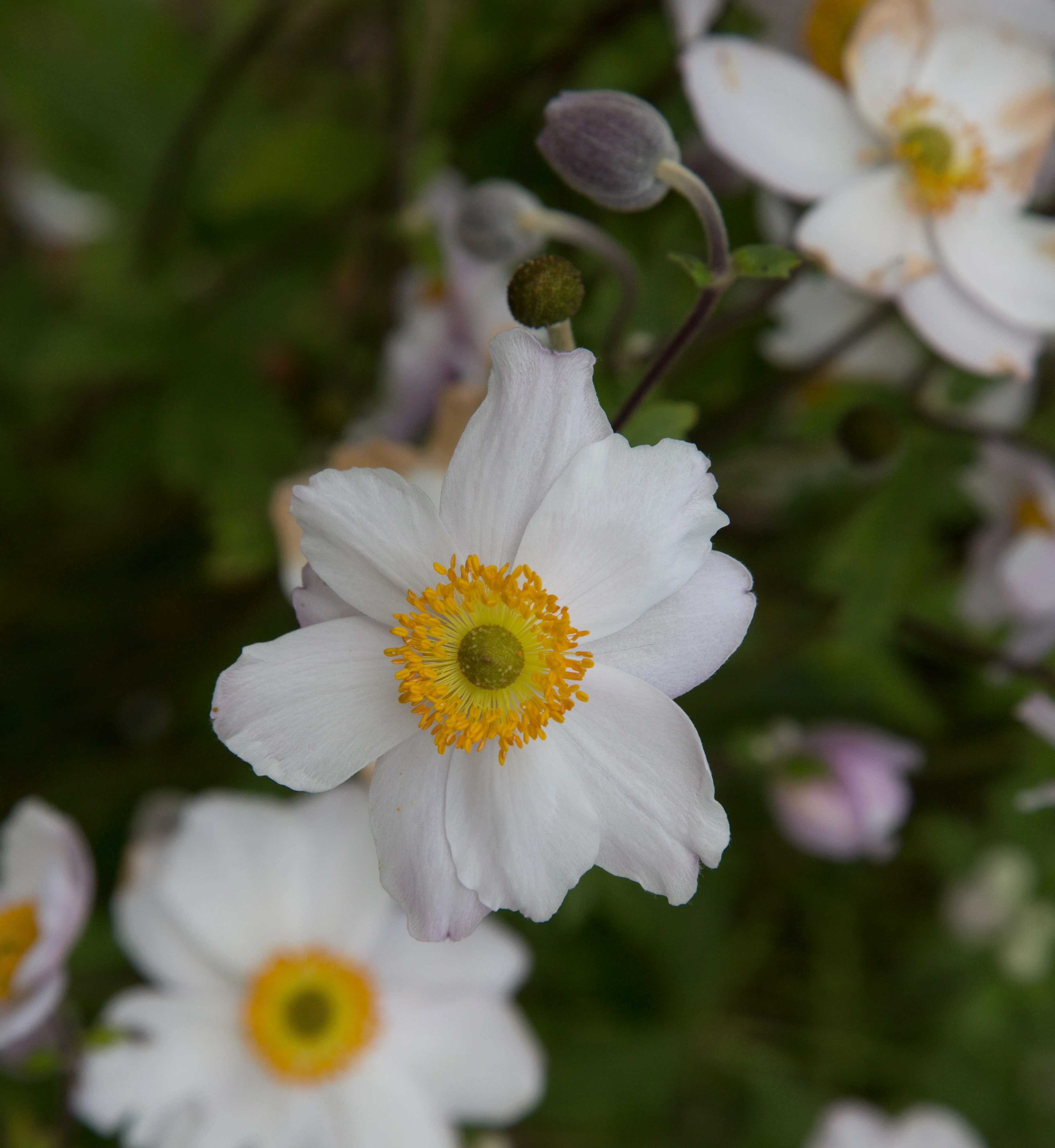 Høstanemone, Anemone hybrid 'Ruffled Swan', 1 liter potte | Plantorama