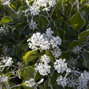 Efeu, Hedera helix 'Arborescens' , 2 liter potte