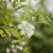 Klematis, Clematis vitalba, 1,5 liter potte