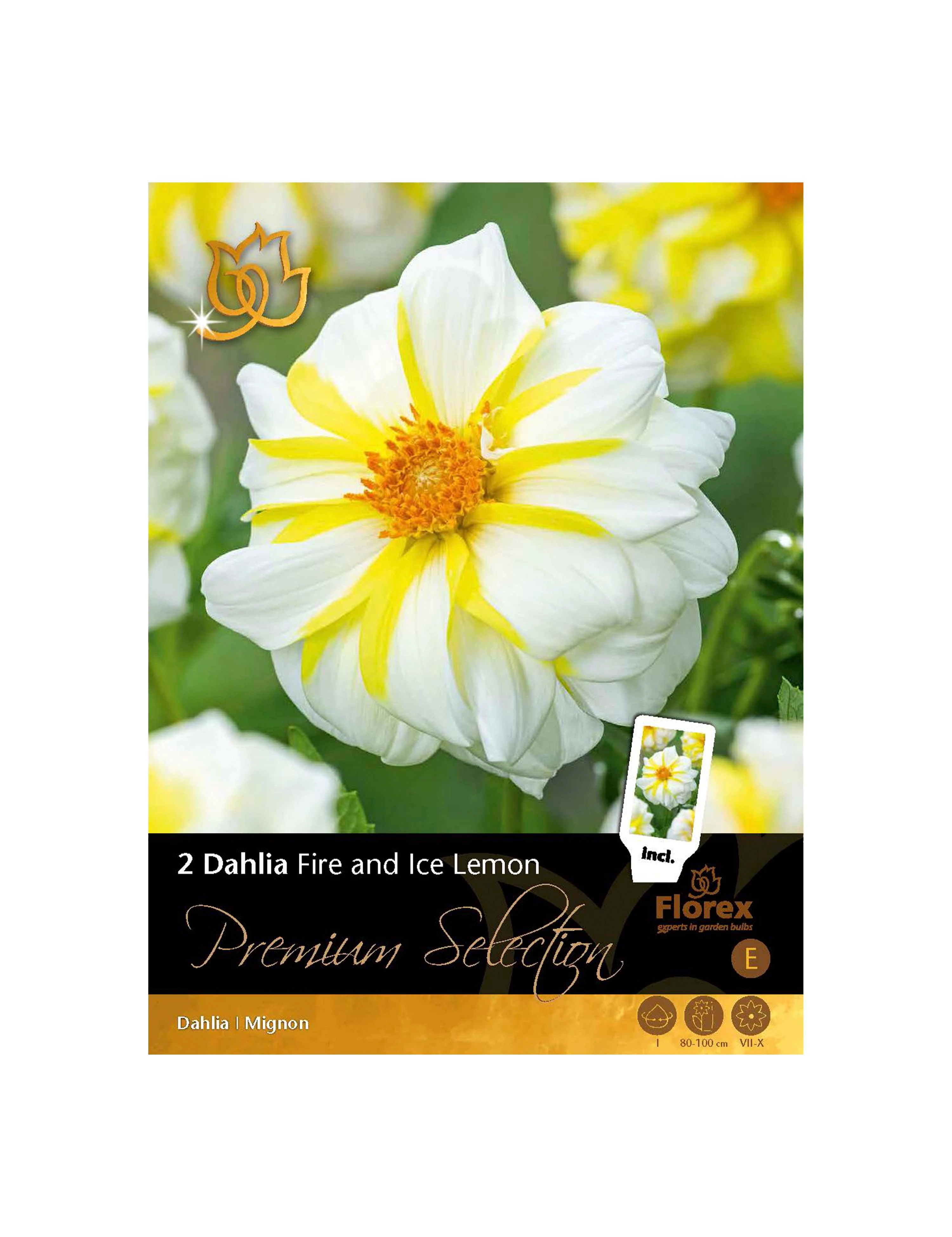 Georginer, Dahlia 'Fire & Ice Lemon'. Pakke med 2 knolde