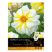 Georginer, Dahlia 'Fire & Ice Lemon'. Pakke med 2 knolde