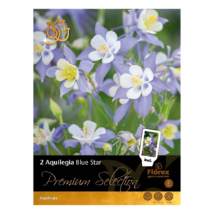 Akeleje, Aquilegia 'Blue Star I'. Pakke med 2 løg