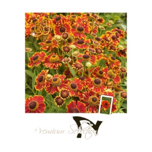 Solbrud, Helenium 'Ranchera'. Pakke med 1 løg