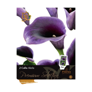 Kalla, Calla 'Akela'. Pakke med 2 løg