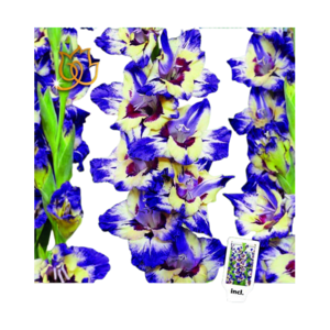 Gladiolus, Gladiolus 'Circus Color'. Pakke med 10 løg