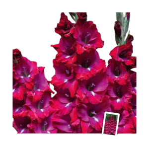 Gladiolus, Gladiolus San Siro 12/14. Pakke med 10 løg