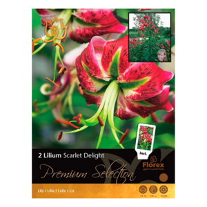 Lilje, Lilium 'Scarlet Delight'. Pakke med 2 løg