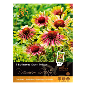 Purpursolhat, Echinacea 'Green Twister'. Pakke med 1 løg