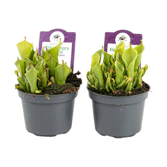 Plante Carnivore Heliamphora - Cruche Des Marais - Pot 9cm - Plante Rare Et Originale