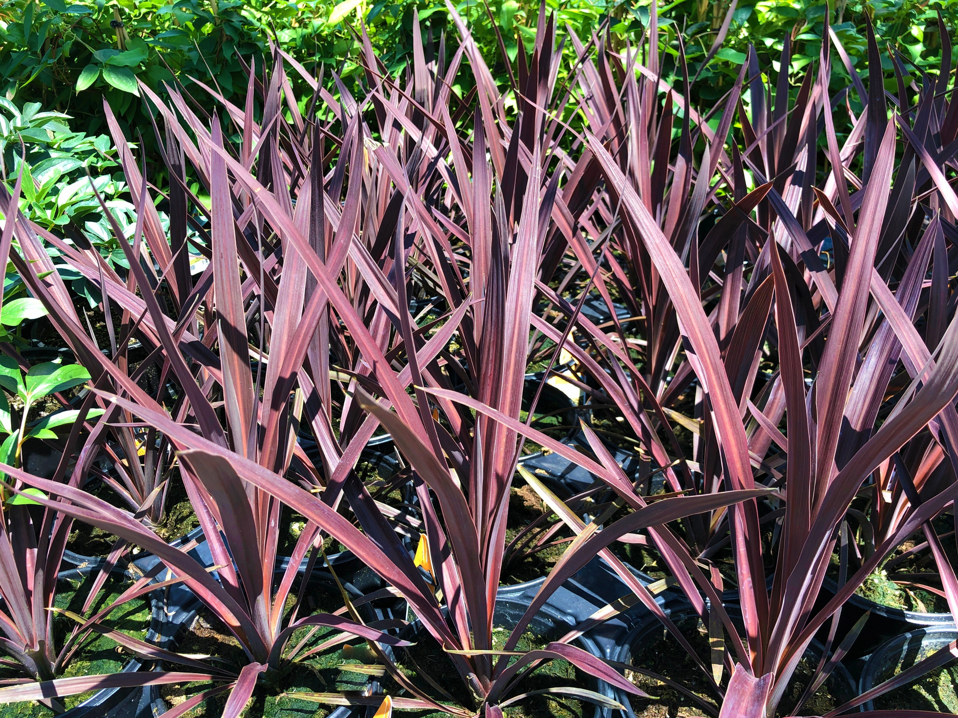 Prydgræs, Cordyline 'Superstar', 5 liter potte
