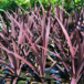 Prydgræs, Cordyline 'Superstar', 5 liter potte