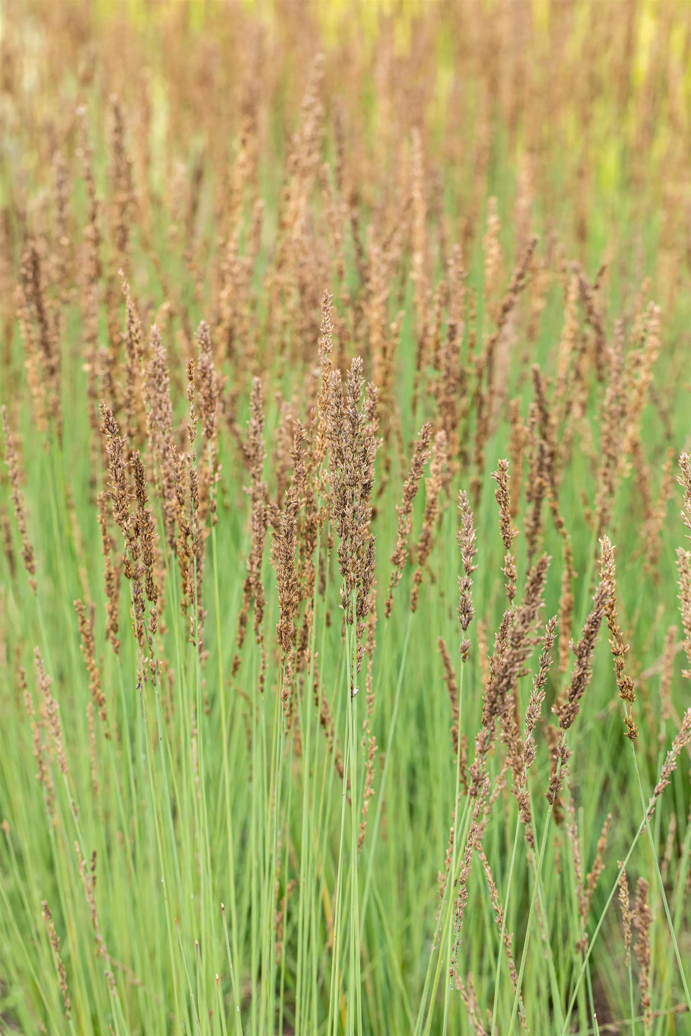 Blåtop, Molinia caerulea 'Moorhexe' , 3 liter potte | Plantorama
