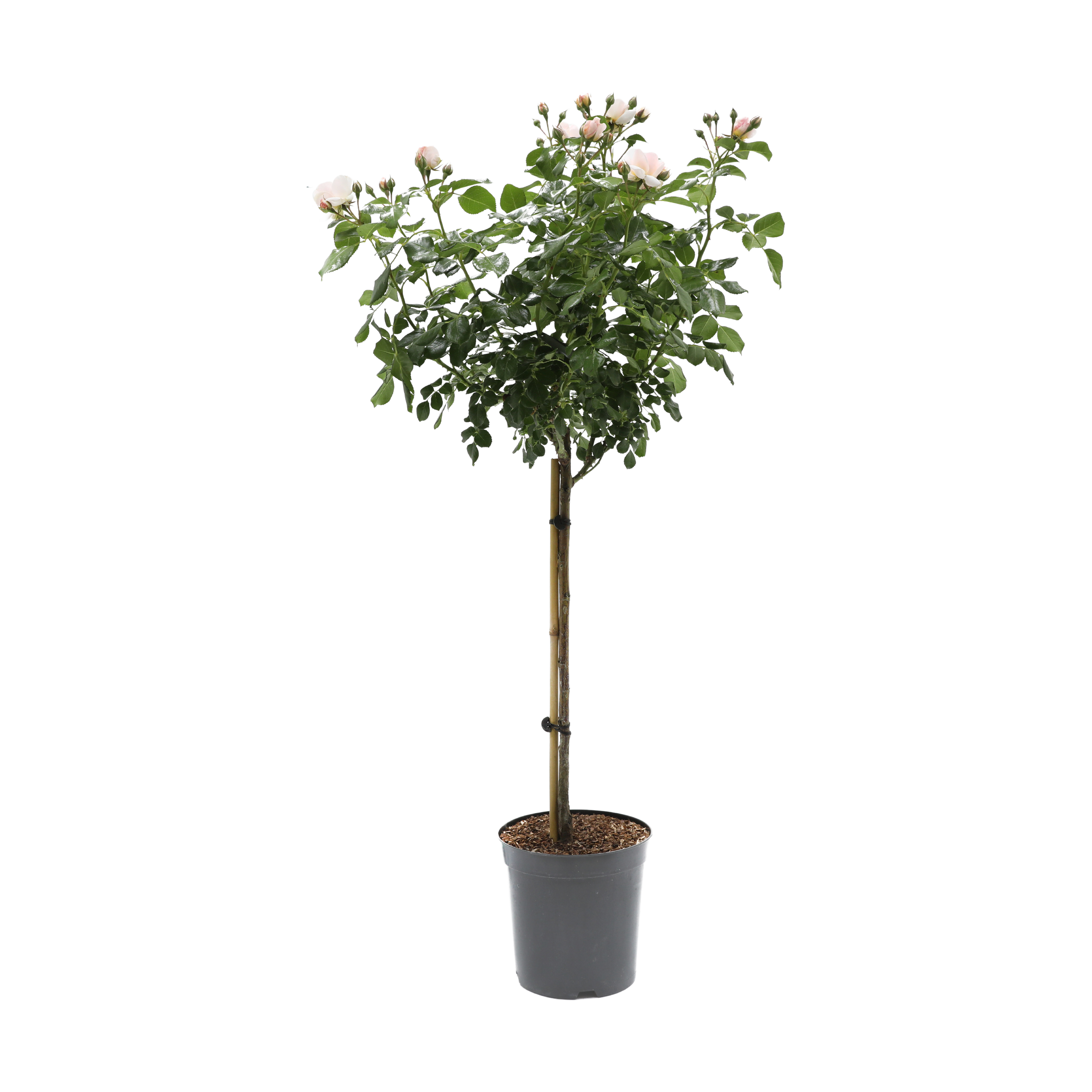 Buketrose, opstammet, Rosa 'Sirius', 5 liter potte, 110 cm