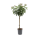 Buketrose, opstammet, Rosa 'Sirius', 5 liter potte, 110 cm