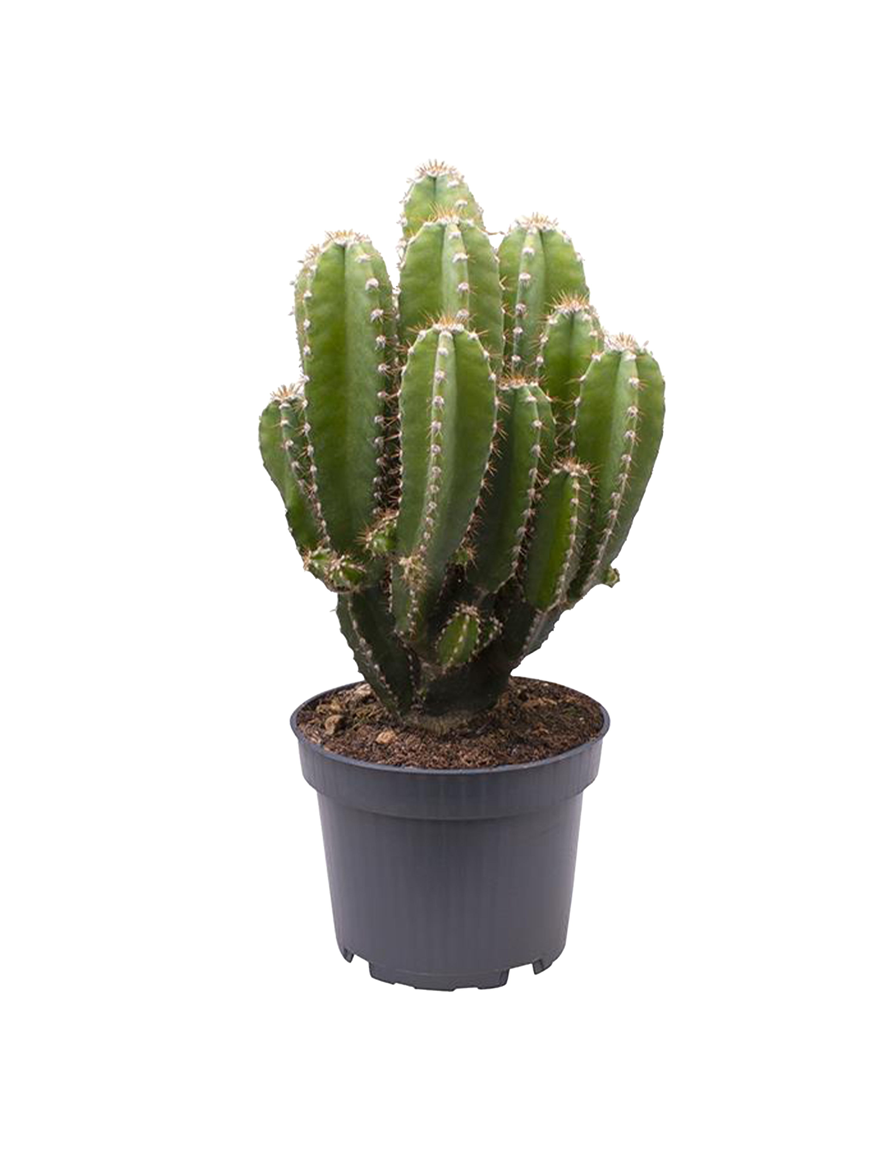 grnlilie fire flash Chlorophytum Fire Flash