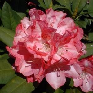 Rhododendron, Rhododendron hybrid 'Junigold', 5 liter potte | Plantorama