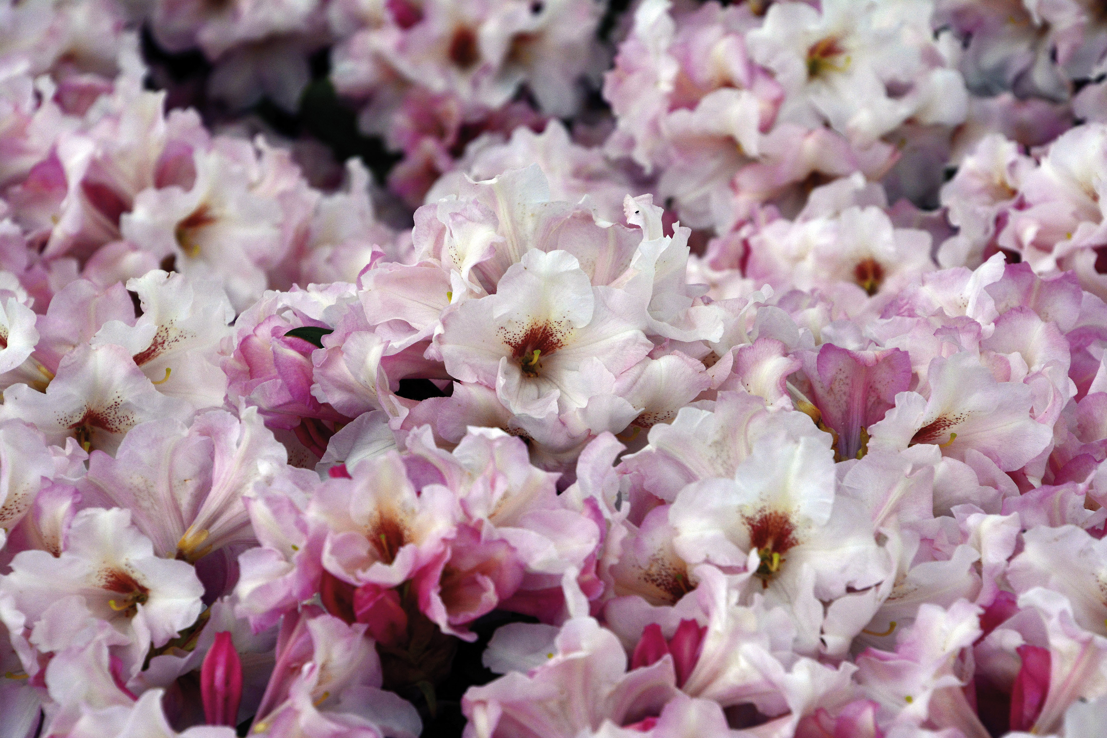 Rhododendron, Rhododendron hybrid 'Silver Copper', 5 liter potte |  Plantorama
