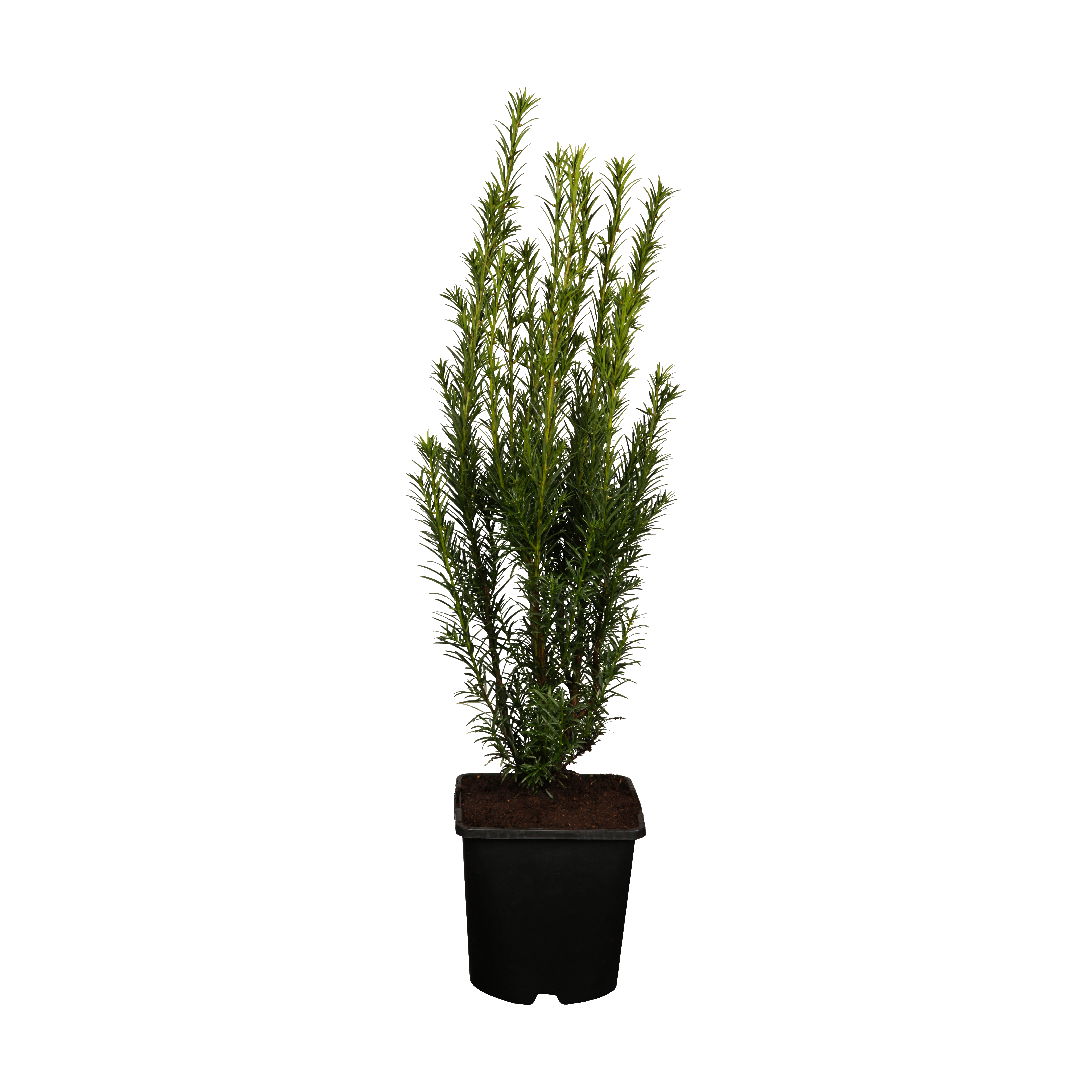 Taks Taxus media 'Groenland' 2 liter potte | Plantorama