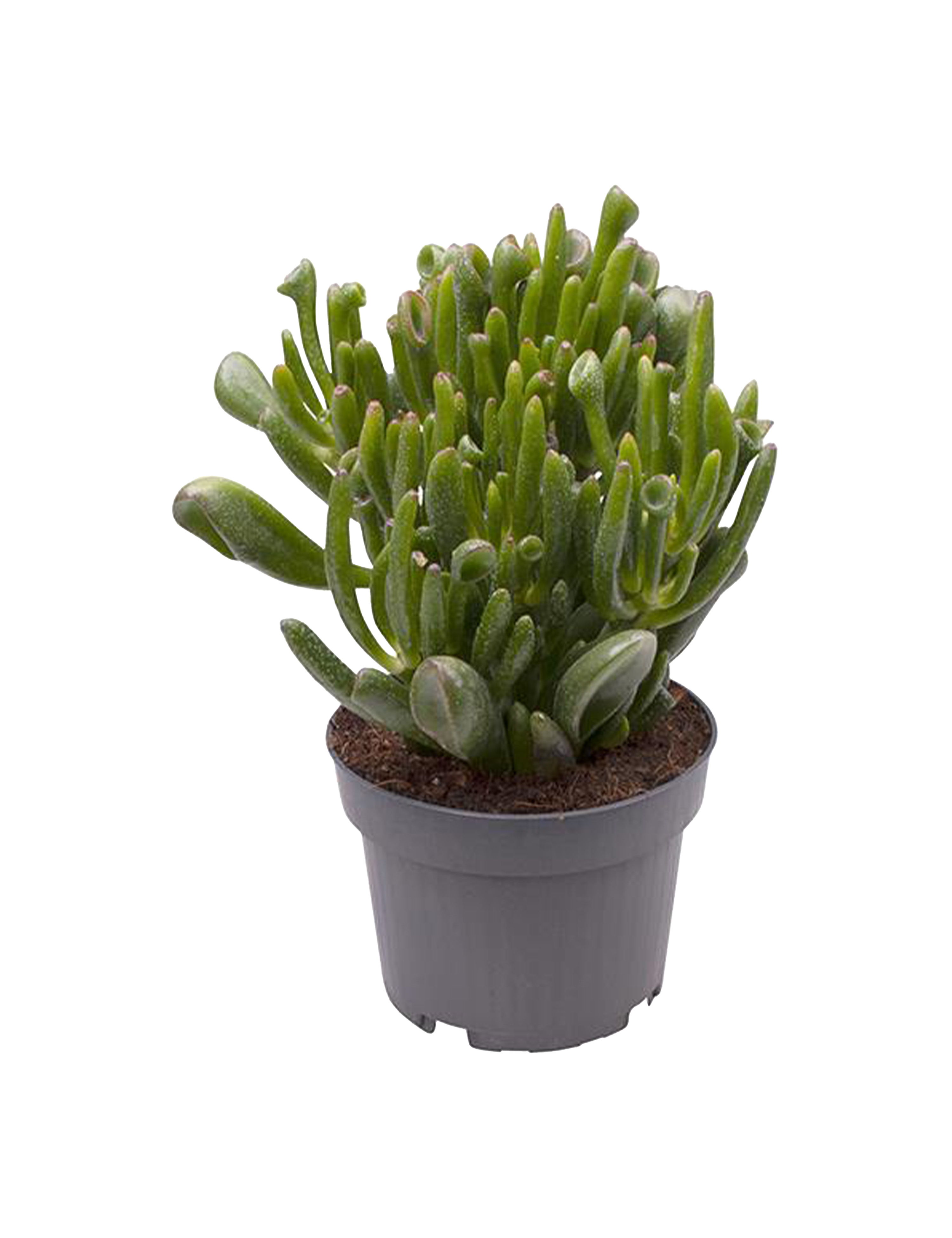 Kaktus/sukkulent, Crassula ovata, 9 cm potte